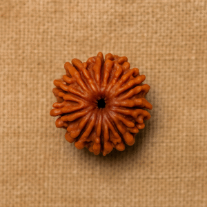 19 Mukhi Rudraksha – The Bead of Wealth and Luxury