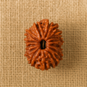 12 Mukhi Rudraksha – The Bead of Radiance and Leadership