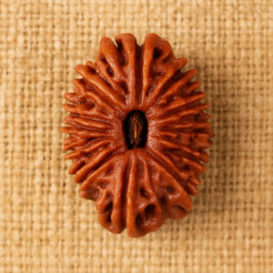 20 Mukhi Rudraksha – The Bead of Divine Knowledge