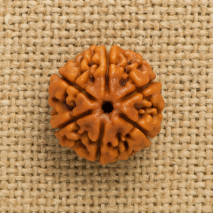 8 Mukhi Rudraksha – The Bead of Success and Obstacle Removal