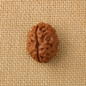 2 Mukhi Rudraksha – The Bead of Harmony and Unity